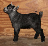 Baseball Fields Ezekiel